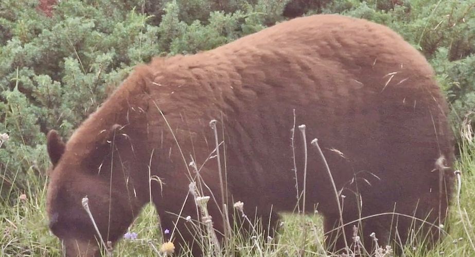 Kaneelbeer groepsvakantie Canada Kaneelbeer groepsvakantie Canada